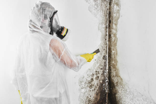 Best Toxic Mold Removal  in Milford Mill, MD