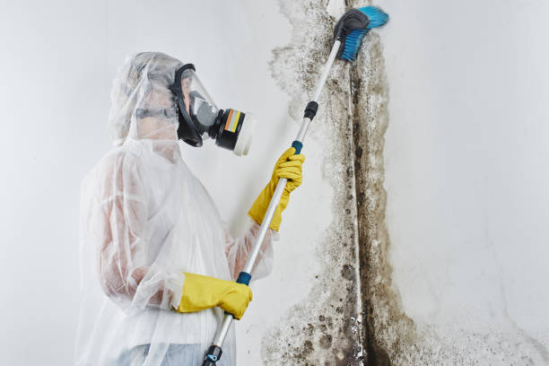 Best Best Mold Removal Companies  in Milford Mill, MD