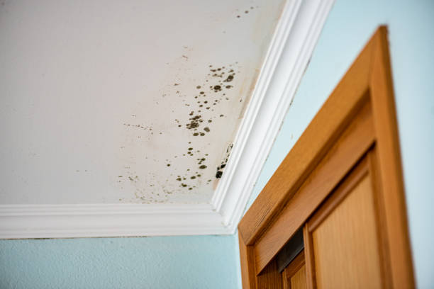 Best Mold Removal Process  in Milford Mill, MD