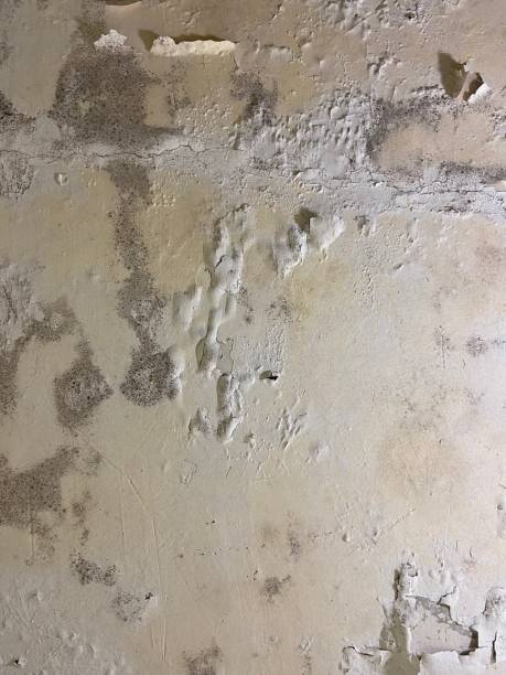 Best Fast Mold Removal  in Milford Mill, MD