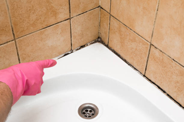 Best Mold Damage Repair  in Milford Mill, MD